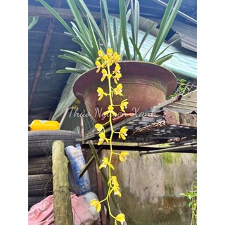 Kiếm Vàng chậu trưởng thành thuần vườn