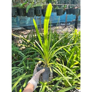 Kiếm Phan Trí Gieo Hạt - Chậu Phi 12