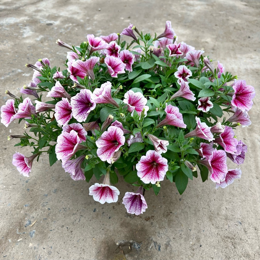 Chậu hoa dạ yến thảo rủ siêu hoa màu sắc rực rỡ treo ban công, trang trí sân vườn, treo tường cổng