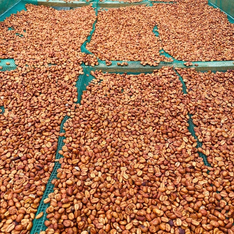 Cà phê nhân xanh Arabica Cầu Đất Đà Lạt / 500gr