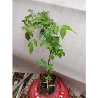 GIỐNG CÂY KHẾ NGỌT THÁI LAN ( GIỐNG MỚI - CHUẨN GIỐNG) (có bảo hành được khiểm hàng)