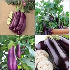 100 hạt giống cà tím dài siêu quả