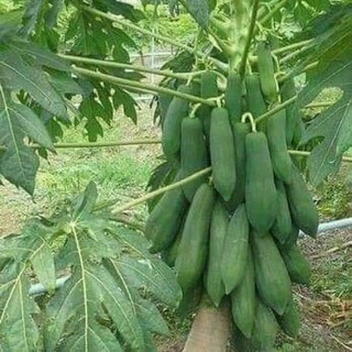 Cây đu đủ lùn Thái lan giống ( cây khỏe đẹp được kiểm tra trước khi thanh toán)