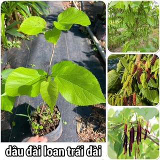 CÂY GIỐNG DÂU ĐÀI LOAN QUẢ DÀI