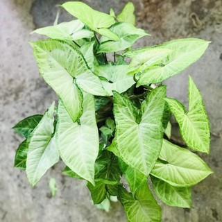Cây trầu bà trắng, cây cảnh để bàn, cây thủy sinh dễ trồng sen đá