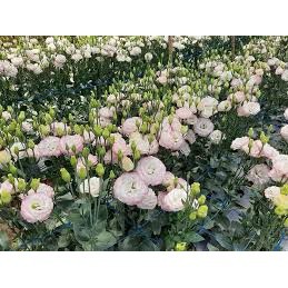 hạt giống hoa cát tường 100 hạt