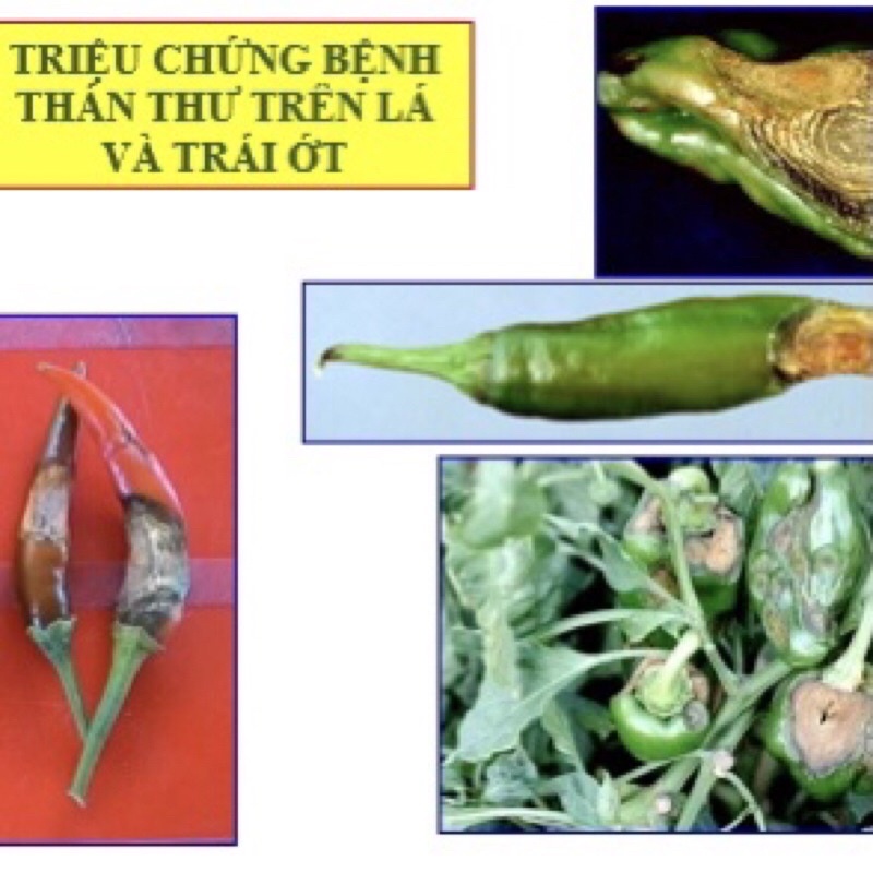 NATIVO 750ƯG 6g Sản phẩm trừ bệnh Gỉ sắt, Thán thư, đốm lá, phấn trắng hoa cây cảnh