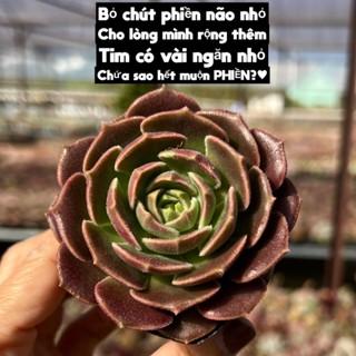 cây sen đá Nâu Nhám giống siêu hot size bầu 4-4,5cm THUANPHAT GARDEN, siêu đẹp lạ, lỗi 1 đổi 1