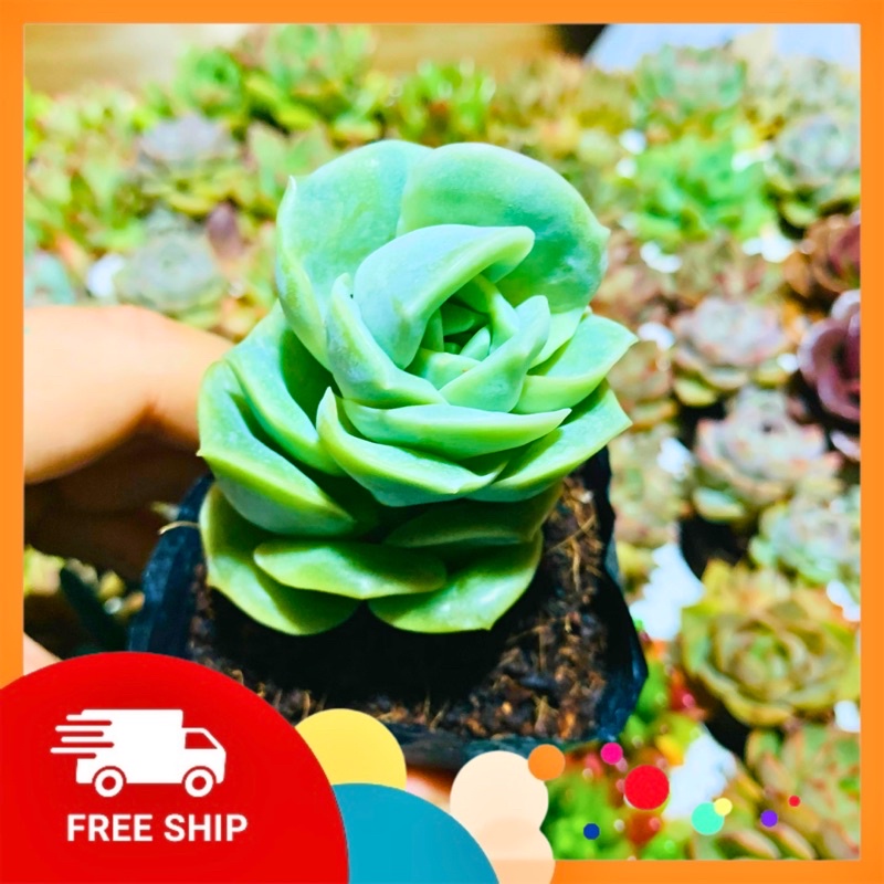 SEN ĐÁ HỒNG HÀ LAN| SIZE BẦU| LỖI 1 ĐỔI 1