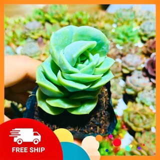Sen đá hồng hà lan| size bầu| lỗi 1 đổi 1