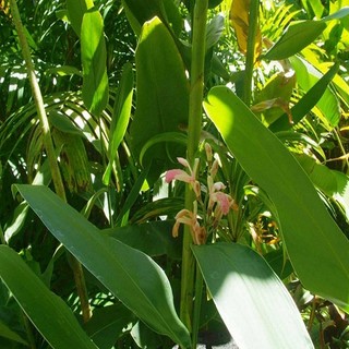 Lá Riềng tươi.lá  giềng tươi 500gram