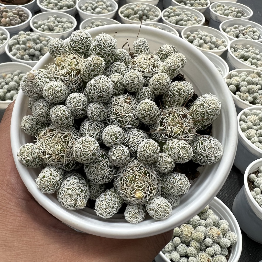 Xương rồng trứng chim size trung bình 9-11cm, Vườn PANDAA GARDEN Xuất Xứ Đà Lạt, Cây Khoẻ Dễ Chăm, Lỗi 1 Đổi 1