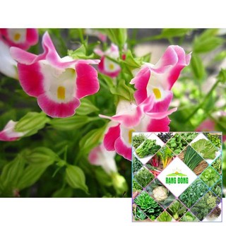 100H - HẠT GIÔNG HOA MÕM SÓI THE GARDEN