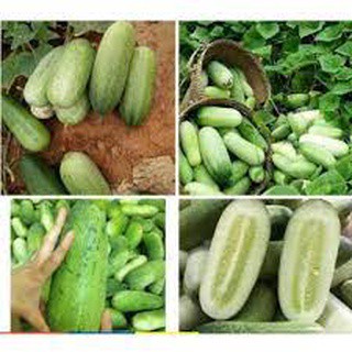 #Hạt_Giống_Dưa_Chuột_Mèo ( mua 3 gói tặng 1 gói )