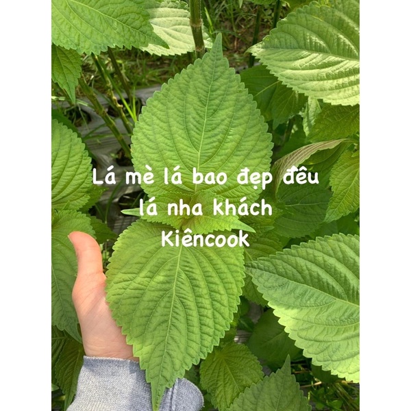 Sỉ lá mè Hàn Quốc 300gr