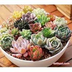 Hạt giống sen đá mix màu