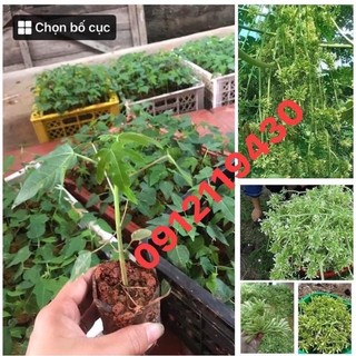 Cây giống hoa Đu Đủ đực giống siêu hoa giống lùn