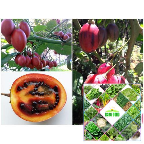 Gói 10 hạt giống cà chua thân gỗ