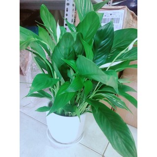Chậu Hoa Lan Ý