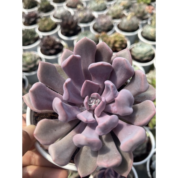 Sen size trung, cây chọn ngẫu nhiên, hàng đã thuần khí hậu mọi miền, size 10-12cm.Cây lên màu đẹp