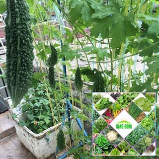 10H - HẠT GIỐNG KHỔ QUA GAI XANH THE GARDEN