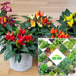 Hạt giống ớt ngũ sắc 30 hạt HAT F1