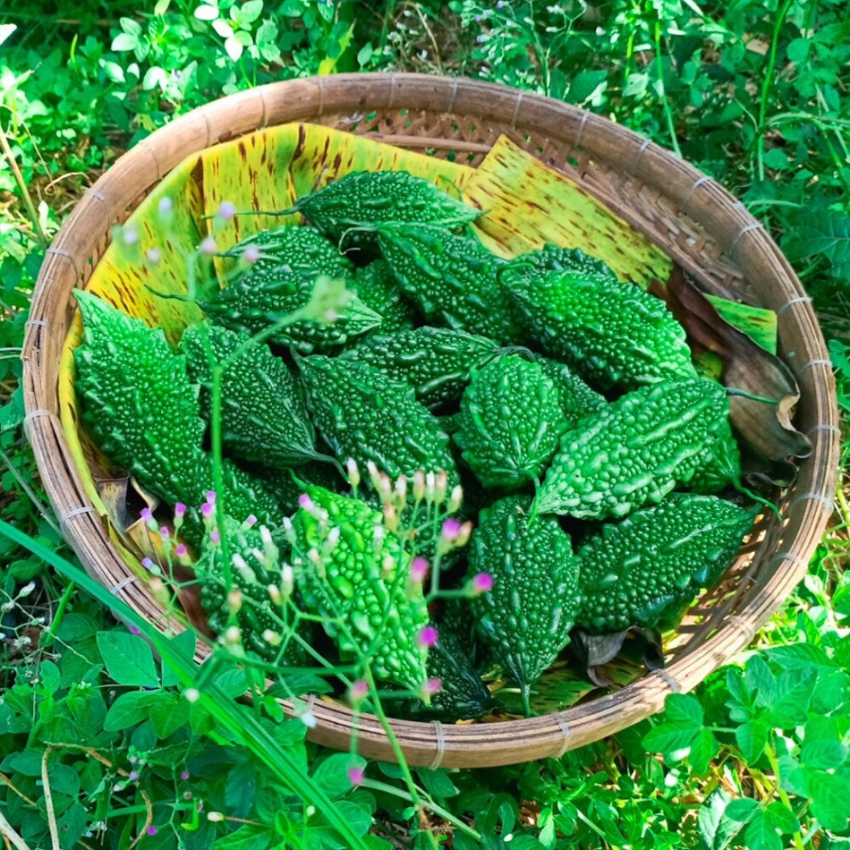 Trái Khổ Qua Rừng  Tươi Ogranic 1kg