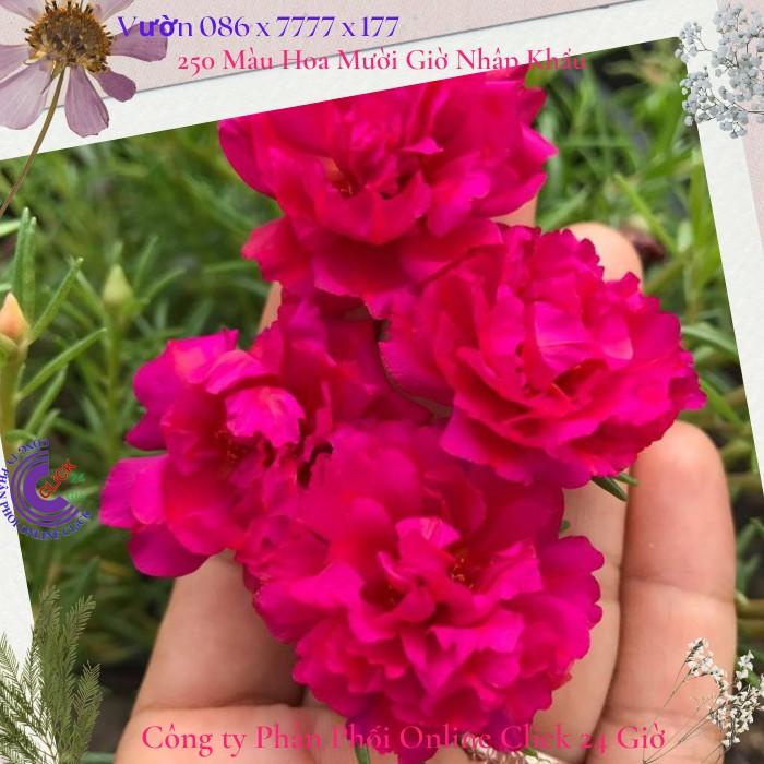 Cành Giống Hoa Mười Giờ Thái Kép Màu Đỏ Yên Chi Siêu Đẹp Lạ 0867777377