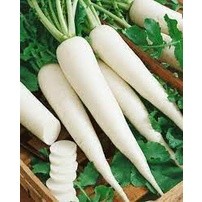 hạt giống củ cải trắng
