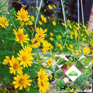 50H - HẠT GIỐNG CÚC SAO BĂNG THE GARDEN