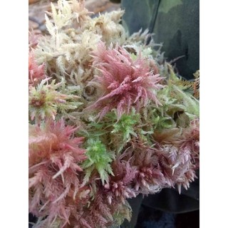 Dớn Sphagnum junghuhnianum  ( hộp 10x15cm)