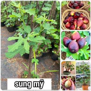 CÂY GIỐNG SUNG MỸ 45K/CÂY