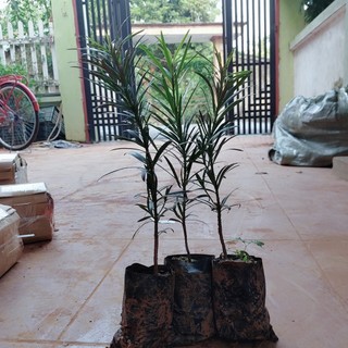 Cây giống tùng la hán vạn niên tùng cao 15-20cm