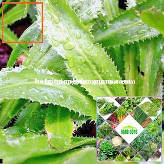 5GR - HẠT GIỐNG RAU MÙI TÀU(NGÒ GAI) Hạt Giống Nông Trại Xanh THE GARDEN