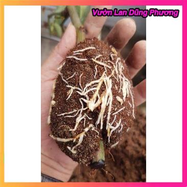 Siêu Kích thích ra rễ Root King lọ 20ml hàng đẹp, chuyên giâm chiêt cành, phân phối chuyên nghiệp VuonLanDungPhuong