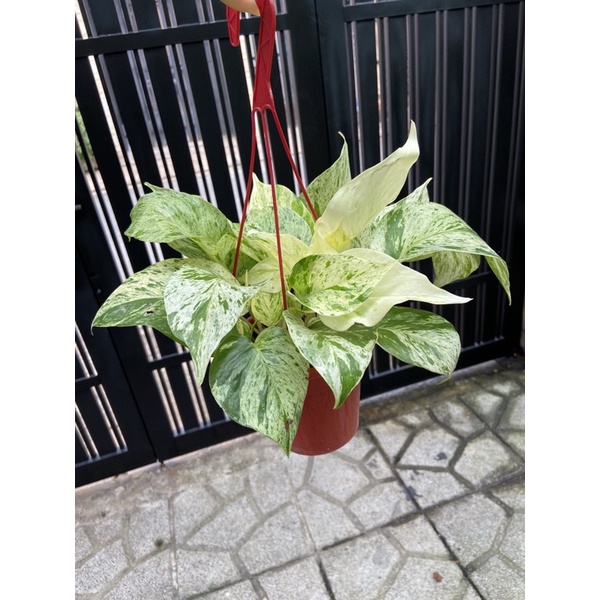 Trầu bà cẩm thạch mini (trầu bà sữa) chậu nhỏ