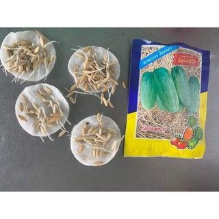 Gói 200 Hạt giống dưa chuột mèo siêu to ( 350-400 gram 1 quả) - Hạt giống dưa leo