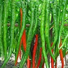 30 hạt giống ớt dài Hàn Quốc