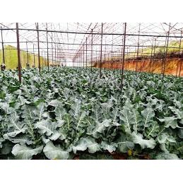 5gr (300 hạt) Hạt giống sup lơ xanh