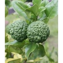 Cây giống chanh chúc giao nahnh cây siêu đẹp Sản phẩm có bảo hành, liên hệ Zalo 0354736301