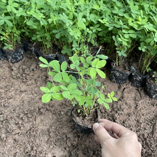 Cây cỏ lạc trồng sân vườn hoa vàng,cây trồng sẵn bịch nhỏ ổn định