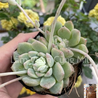 Sen Đá Dù Hồng ☔☔☔ Size Bầu - Trung