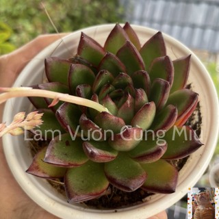 Sen Đá Viền Lửa 👑👑👑 Size Trung