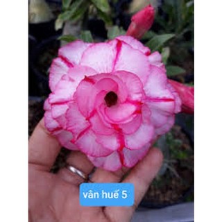 Cây hoa sứ thái kép vân huế 5