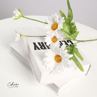 Cúc họa mi decor phòng cực xinh