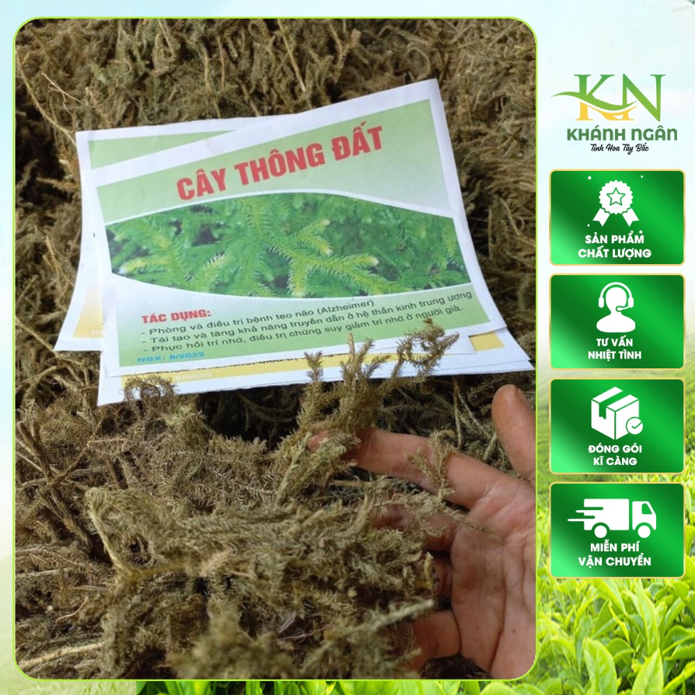 Cây Thông Đất Khô [1kg] Hàng Sạch Đẹp