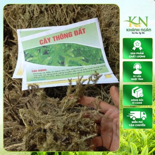 Cây thông đất khô hàng sạch đẹp