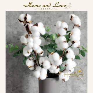 ❤️Hoa bông gòn❤️ Hoa khô decor trang trí nhà cửa, phụ kiện chụp ảnh