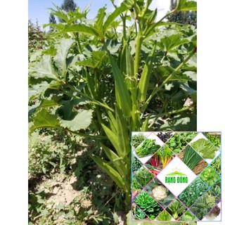 10 hạt giống đậu bắp xanh