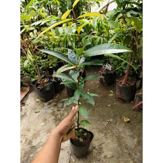 Cây mận lý ( cao trên 55cm ) ÁDASD ( cây xanh ngọc lan 47)